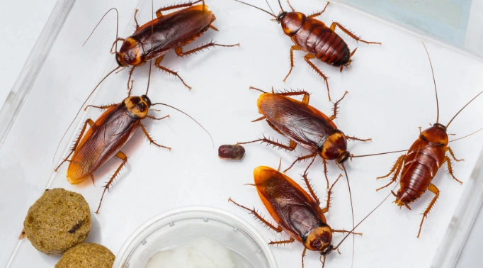 pest control solutions,About,environmental,responsibility,eco