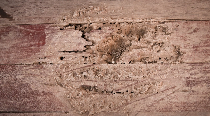 pest control solutions,About,environmental,responsibility,eco