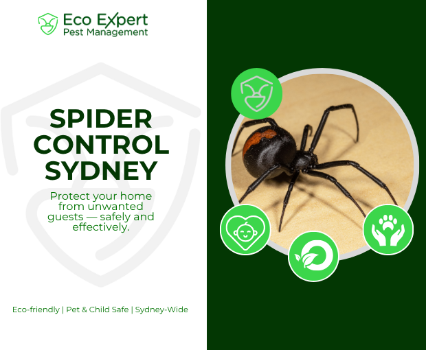 Spider Control Sydney