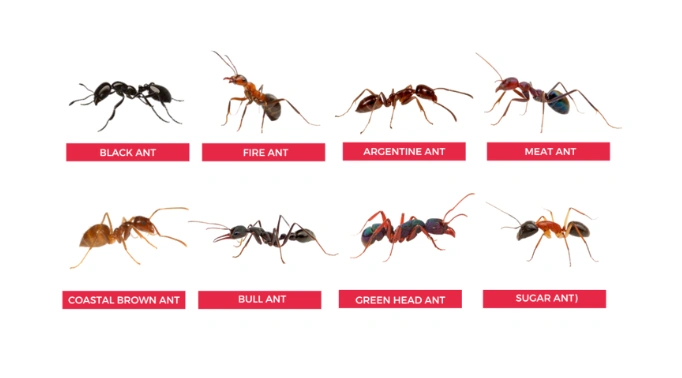 pest control solutions,About,environmental,responsibility,eco