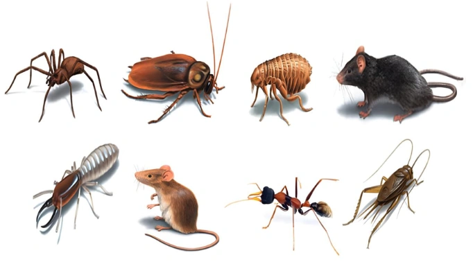 pest control solutions,About,environmental,responsibility,eco