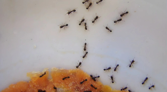 pest control solutions,About,environmental,responsibility,eco