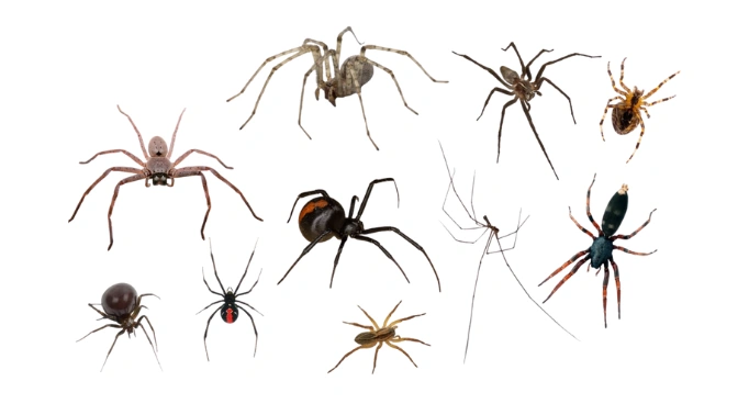 pest control solutions,About,environmental,responsibility,eco